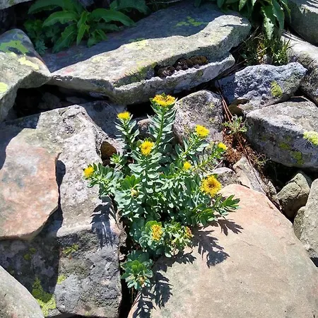 Alpesi faház Koledowka Rest *