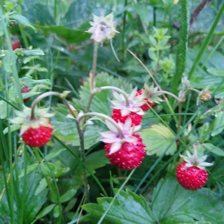 Koledowka Rest Alpesi faház