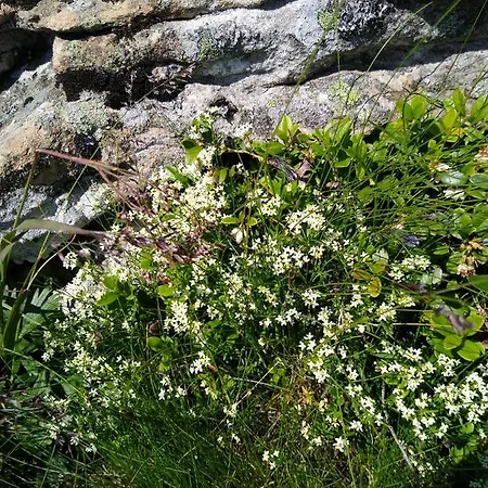 Alpesi faház Koledowka Rest