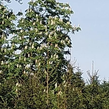 Koledowka Rest Alpesi faház Zawoja