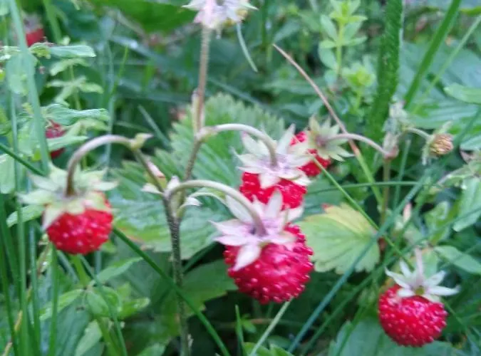 Koledowka Rest Chalet