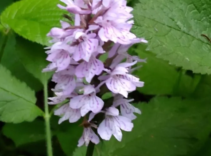 Koledowka Rest * Zawoja