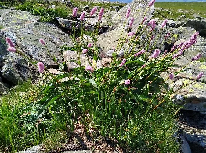 Koledowka Rest * Zawoja